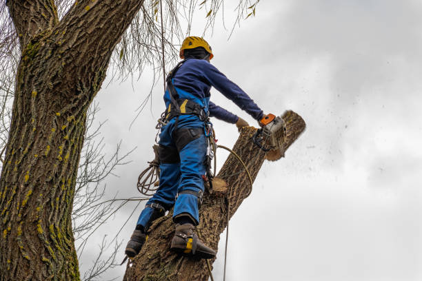 Best Tree Risk Assessment  in Greenbelt, MD