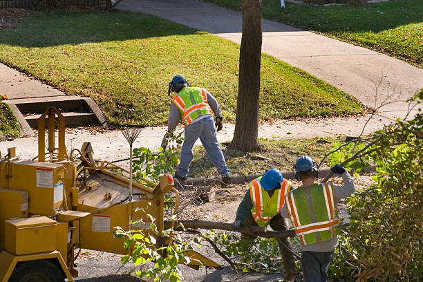 Best Stump Grinding and Removal  in Greenbelt, MD