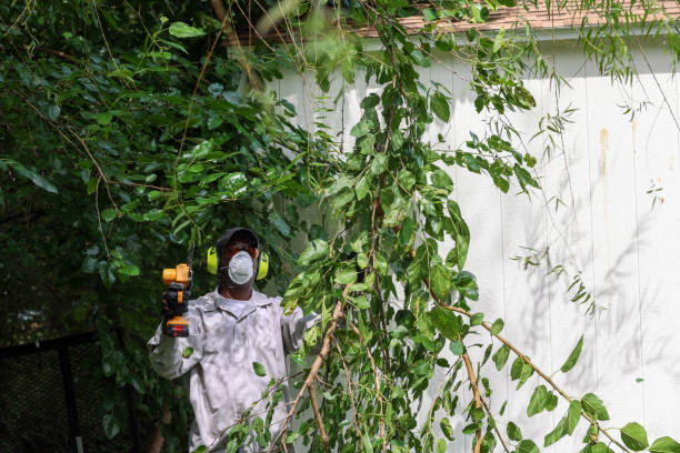 Best Arborist Consultation Services  in Greenbelt, MD