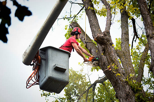 Best Tree Cabling and Bracing  in Greenbelt, MD