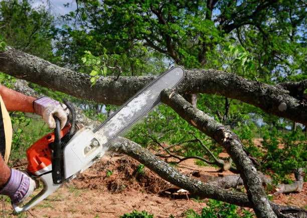 Best Emergency Tree Removal  in Greenbelt, MD