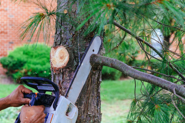 Best Tree Maintenance Programs  in Greenbelt, MD